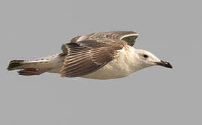 Lesser Black-backed Gull