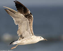 Lesser Black-backed Gull