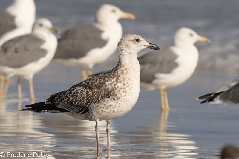 Lesser Black-backed Gulljuvenile