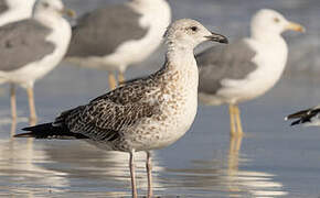 Lesser Black-backed Gull