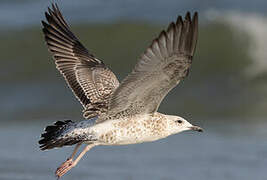 Lesser Black-backed Gull