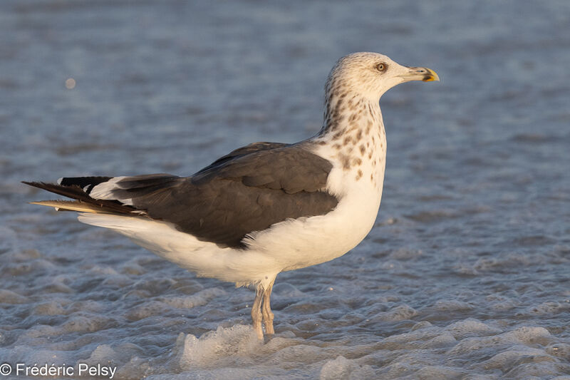 Lesser Black-backed Gullsubadult