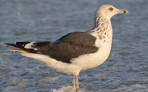 Lesser Black-backed Gull