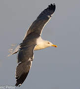 Lesser Black-backed Gull