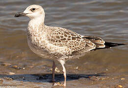 Lesser Black-backed Gull