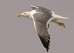 Lesser Black-backed Gull