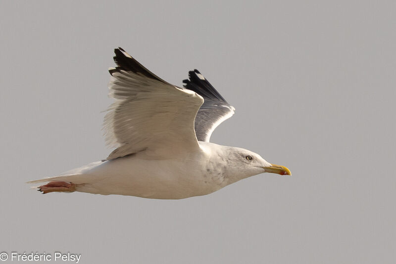 Lesser Black-backed Gull