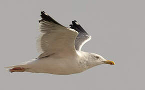 Lesser Black-backed Gull