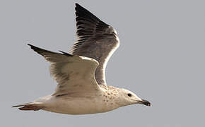 Lesser Black-backed Gull