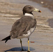 Sooty Gull