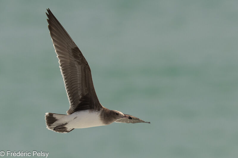 Sooty Gulljuvenile, Flight