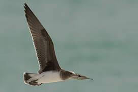 Sooty Gull