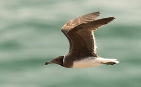 Sooty Gull