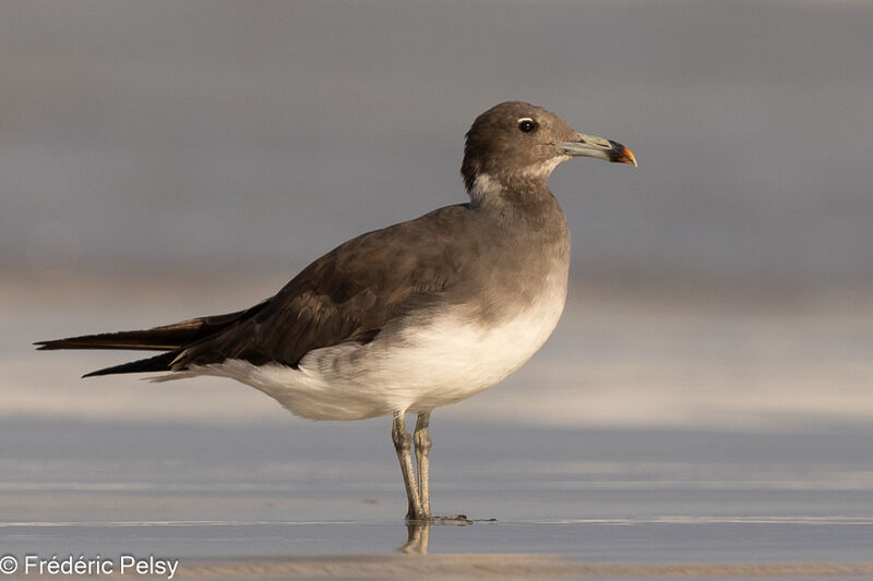 Sooty Gull