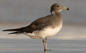 Sooty Gull