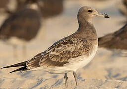 Sooty Gull