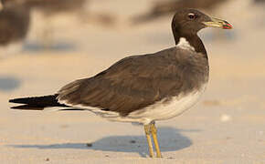 Sooty Gull