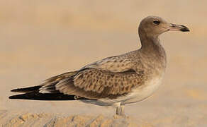 Sooty Gull