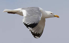 Mongolian Gull