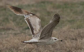 Mongolian Gull