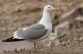 Mongolian Gull