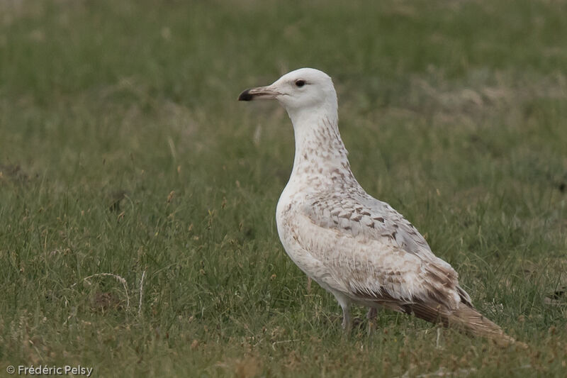 Goéland de Mongolie2ème année, identification