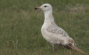 Mongolian Gull