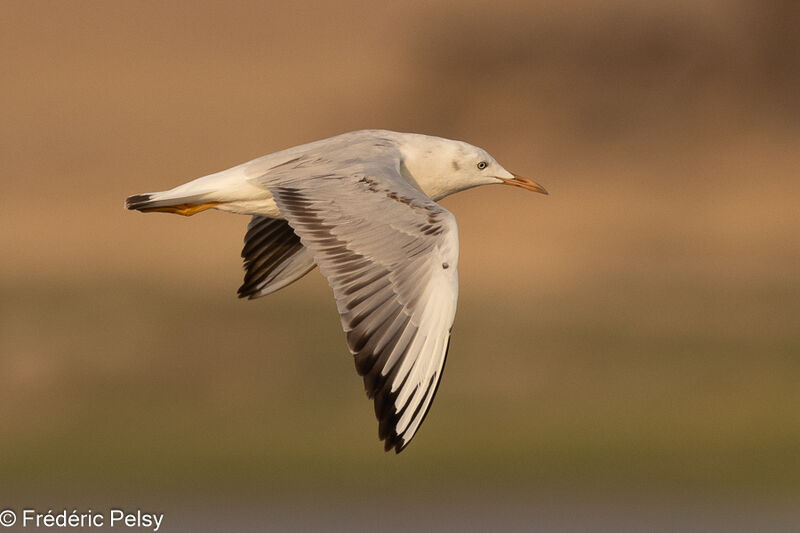 Slender-billed Gullimmature