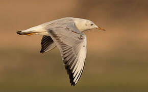 Slender-billed Gull