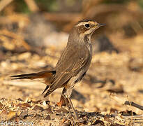 Bluethroat