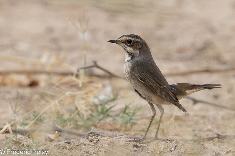 Bluethroat