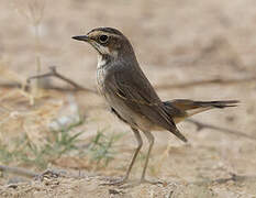 Bluethroat