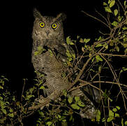 Arabian Eagle-Owl