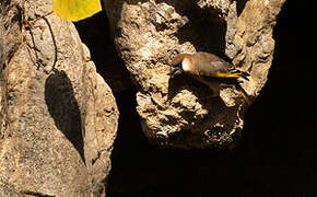 Arabian Golden-winged Grosbeak