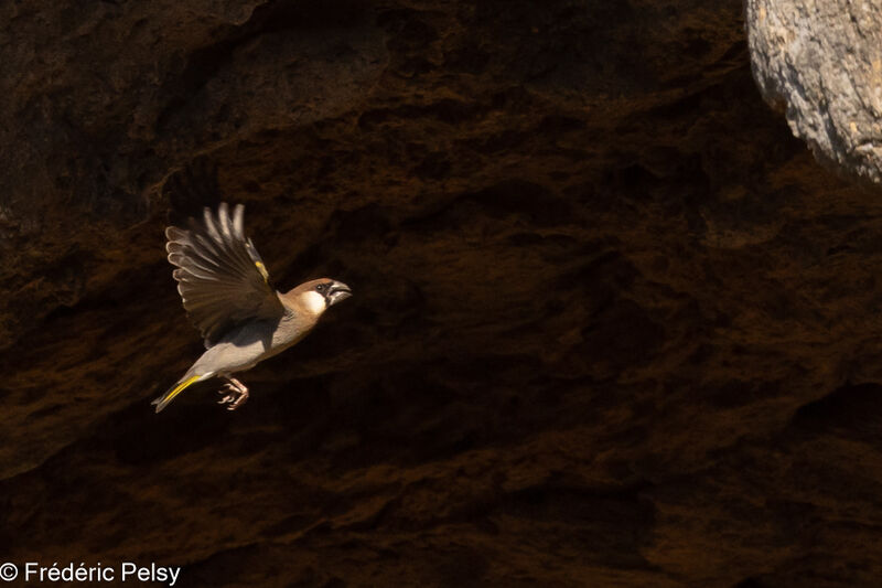 Arabian Golden-winged Grosbeak