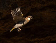 Arabian Golden-winged Grosbeak