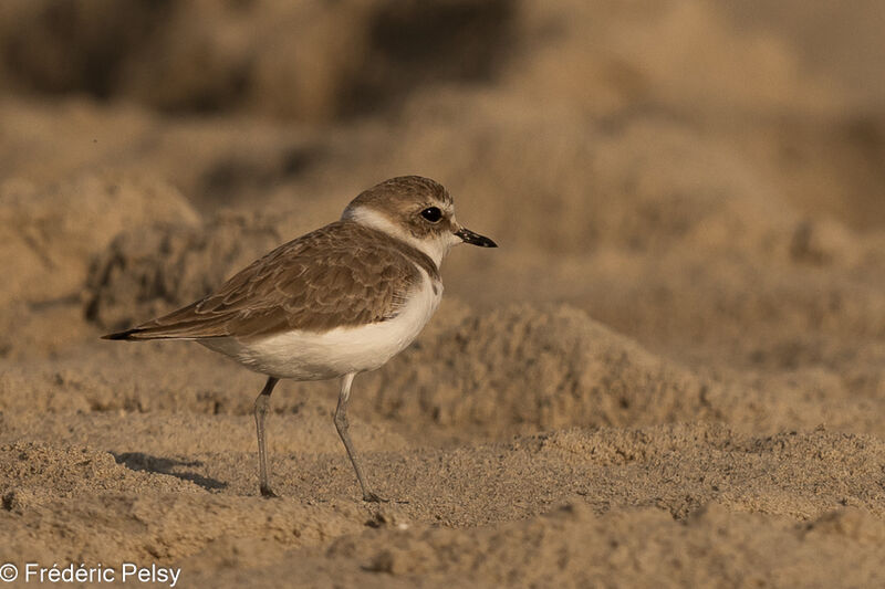 Kentish Plover