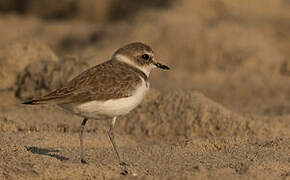 Kentish Plover