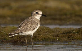 Greater Sand Plover