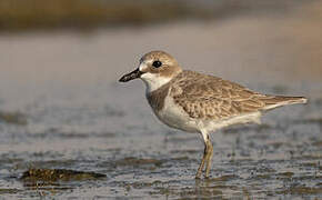 Greater Sand Plover