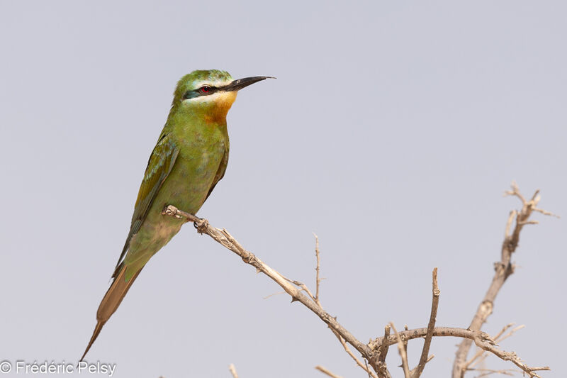 Blue-cheeked Bee-eater