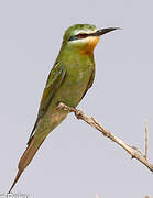 Blue-cheeked Bee-eater