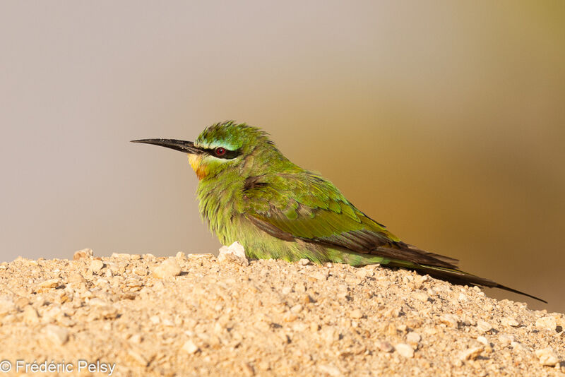 Blue-cheeked Bee-eater