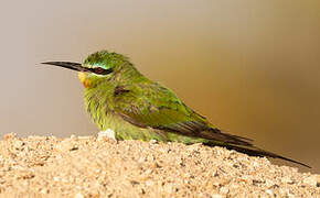 Blue-cheeked Bee-eater