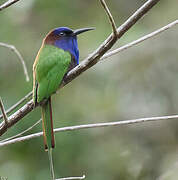 Purple-bearded Bee-eater