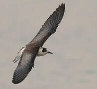 White-winged Tern