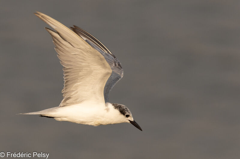 Whiskered Tern