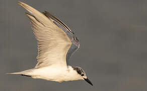 Whiskered Tern