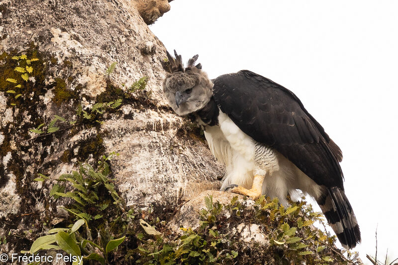 Harpy Eagle female