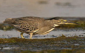 Striated Heron